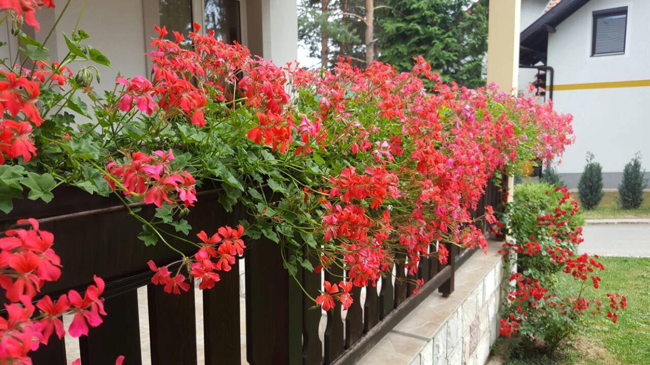 Guest House Vila Zunic Zlatibor Eksteriør bilde